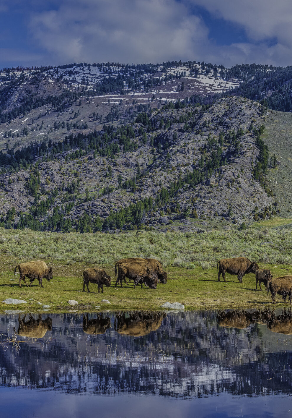 The American bison or simply bison (Bison bison), also commonly known as the American buffalo or simply buffalo, Yellowstone National Park. The herd of Bison near the river with reflections of the bison and the mountains.
